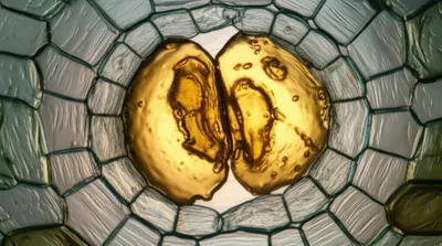 Illustration res - Image 1