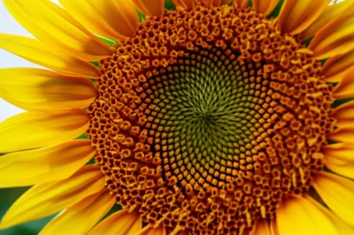 Illustration composite - Image 1