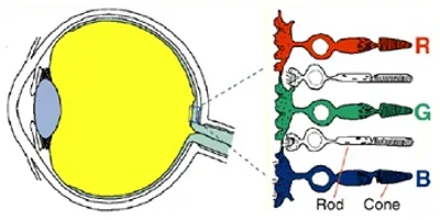 Illustration cone - Image 2