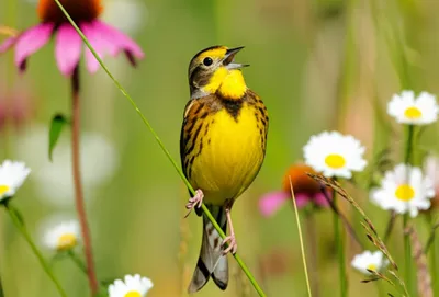 Illustration meadowlark - Image 1