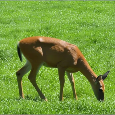 Illustration doe - Image 1