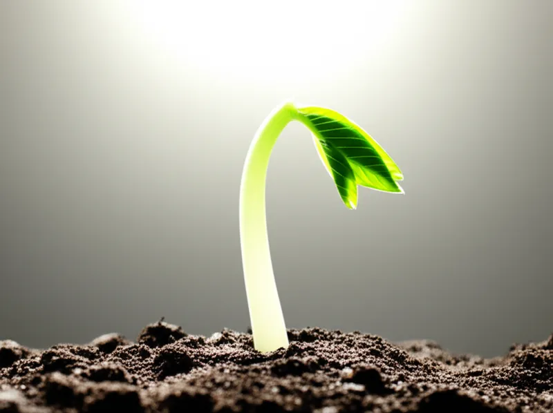 Illustration visuelle du mot « blanches » - Blanchir, pâlir