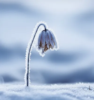 Illustration freezes - Image 1