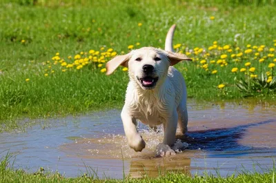 Illustration labrador