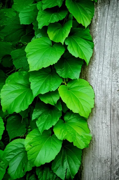 Illustration twining - Image 1