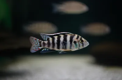 Illustration zebra - Image 1