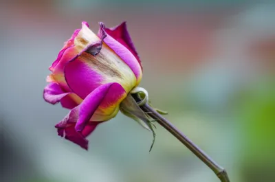 Illustration degenerate - Image 1