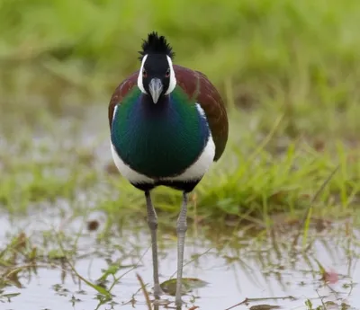 Illustration lapwing - Image 1