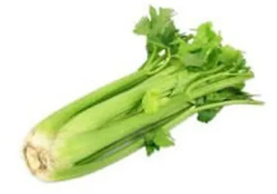 Illustration celery - Image 2