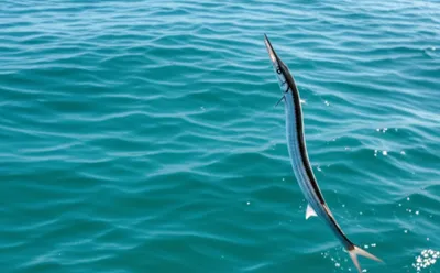 Illustration gar - Image 1