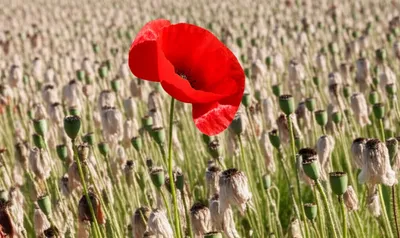 Illustration dissents - Image 1