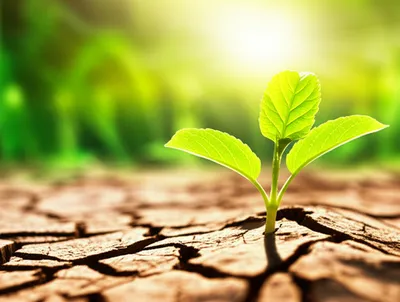 Illustration recoveries - Image 1