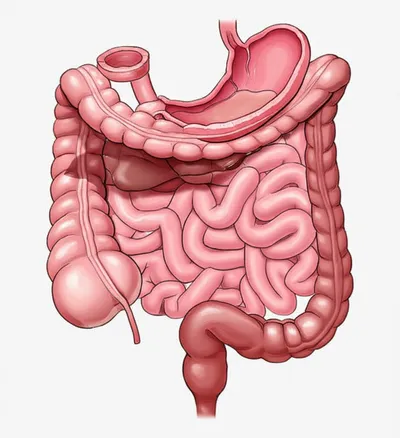 Illustration innards - Image 1