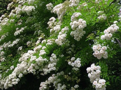 Illustration chinas - Image 1