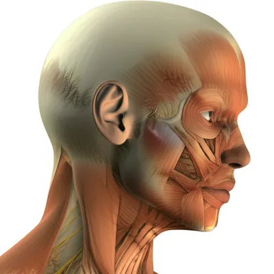 Illustration buccinator