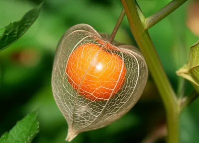 Illustration physalis - Image 1