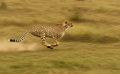 Illustration sweeps - Image 1