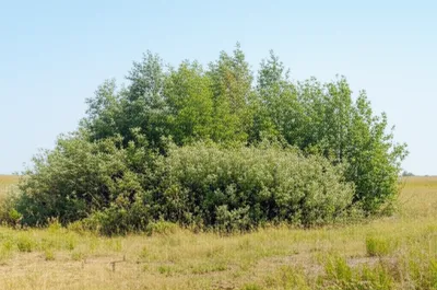 Illustration tuft - Image 1