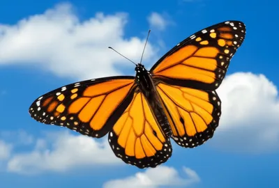 Illustration flier - Image 1