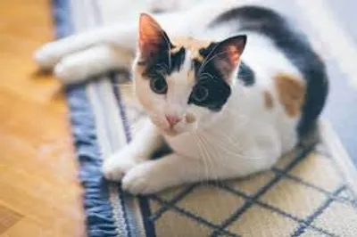 Illustration calico - Image 2