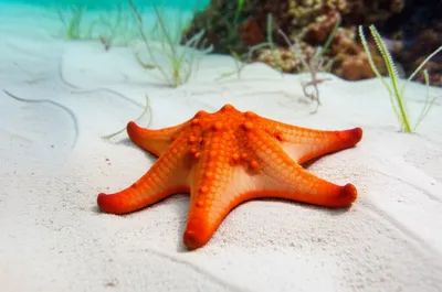Illustration seastar - Image 1