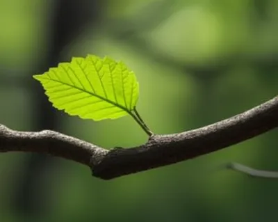 Illustration axilla - Image 1