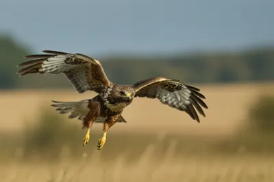 Illustration baits - Image 1