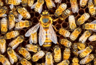 Illustration queens - Image 1