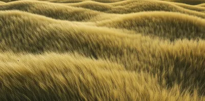 Illustration waved - Image 1