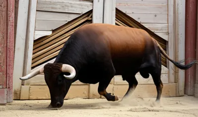 Illustration bunt - Image 1