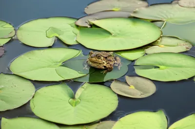 Illustration pads - Image 1