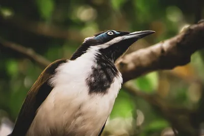 Hình ảnh minh họa honeyeater - Ảnh 2