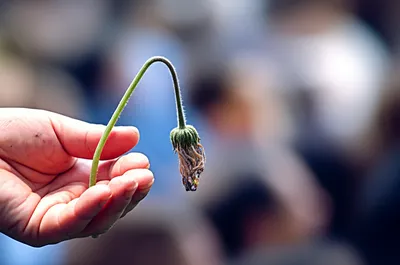 Illustration softest - Image 1