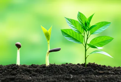 Illustration rear - Image 1