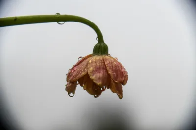 Illustration weeps - Image 1