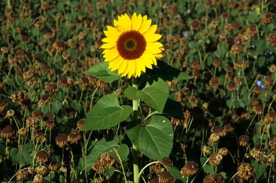 Illustration tells - Image 1