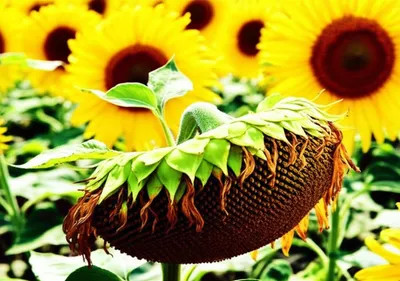 Illustration underachieved