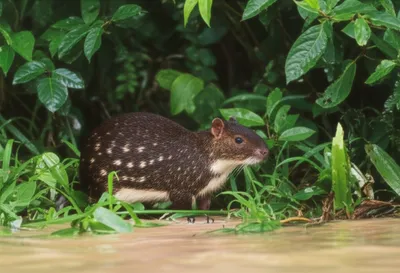 Illustration pacas - Image 1