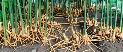 Illustration raze - Image 1