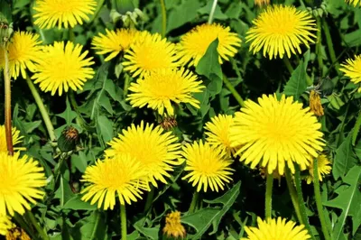 Illustration dandelions