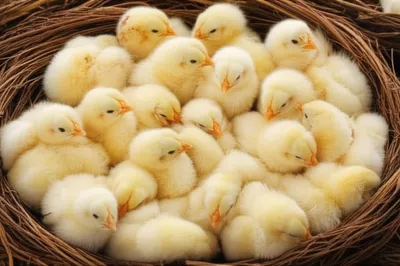 Illustration plump - Image 1