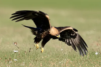 Illustration swooped - Image 1