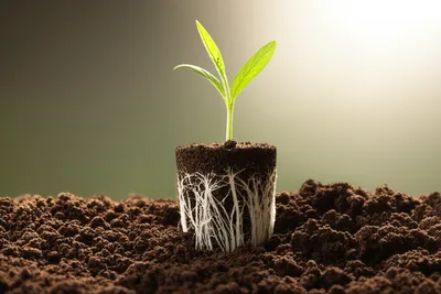 Illustration growing - Image 1