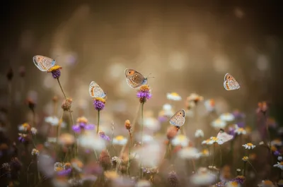 Illustration knights - Image 1