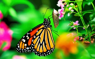 Illustration fertile - Image 1