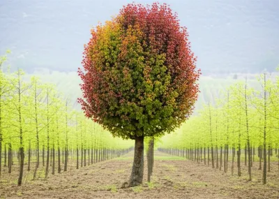 Illustration individuality - Image 1