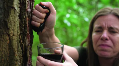 Illustration quassia - Image 1