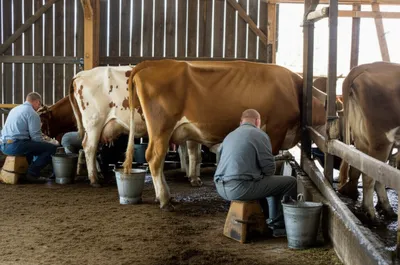 Illustration parlor - Image 1