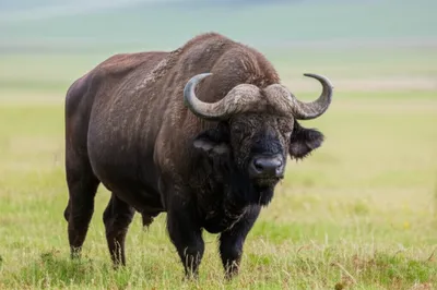 Illustration bugle - Image 1