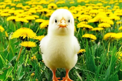 Illustration harmless - Image 1